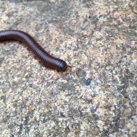 North American Millipede Project Noah