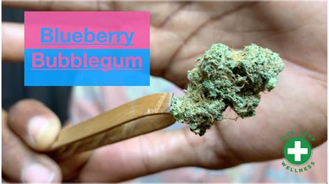 New Strain Review Blueberry Bubblegum Youtube