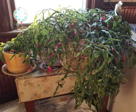 A 70 Year Old Christmas Cactus