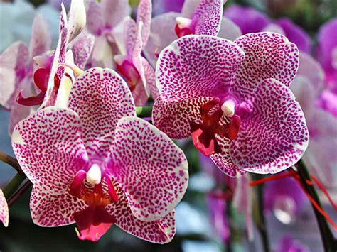 Vanda orchid care, uses and getting it to flower again