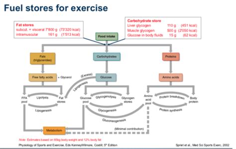 3 Bioenergetics And Metabolism Of The Exercising Muscle Muscle