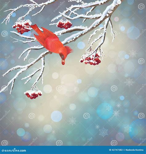 Christmas Vector Snowy Rowan Berries Bird Card Stock Vector