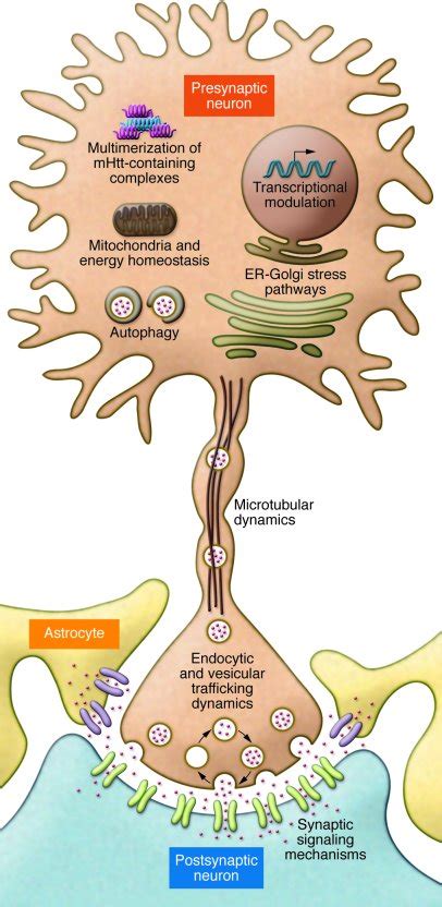 Jci The Importance Of Integrating Basic And Clinical Research Toward