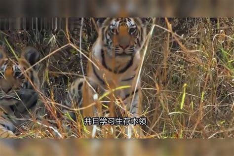 饲养员带小老虎见母虎，母子重逢的那一刻，双方眼神都很复杂