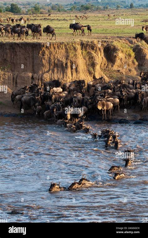 Los ñus cruzando el río Mara durante la migración anual el Parque