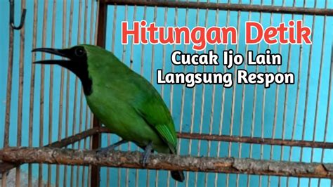 Cucak Ijo Gacor Dor Hitungan Detik Cucak Ijo Lain Langsung Respon