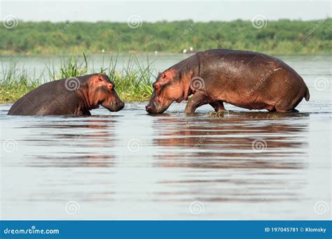 The Common Hippopotamus Hippopotamus Amphibius Hippo Portrait Big