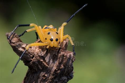 An Eight Spotted Crab Spider or Platythomisus Octomaculatus. Stock Photo - Image of gardens ...