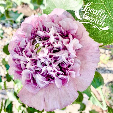 Seeds Poppy Purple Peony – Sprouts and Blooms