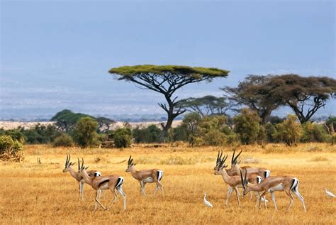 Explore Spectacular Nature Parks in Africa - Thomas Cook India