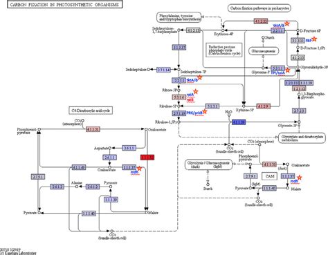 Carbon Fixation In Photosynthetic Organisms Carbon Metabolism Kegg