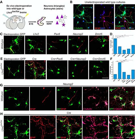 Dmrt5 A Novel Neurogenic Factor Reciprocally Regulates Lhx2 To