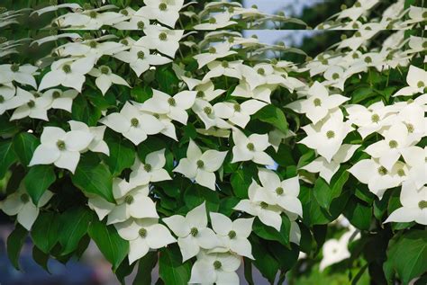 Kousa Dogwood | Guide & Tips - PlantingTree