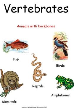 Task 2-Vertebrates - Animals Around the GlobeA Life Science Webquest