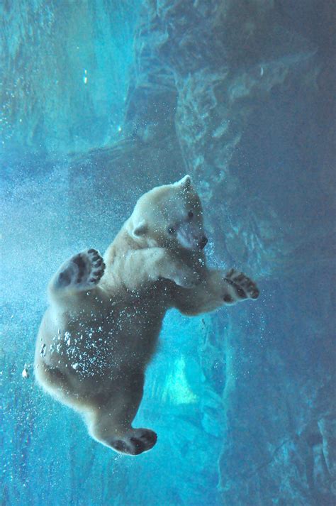 Polar Bear Underwater Pictures, Photos, and Images for Facebook, Tumblr ...