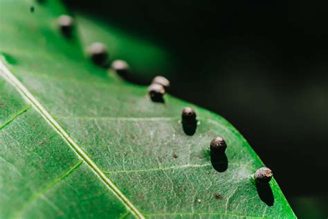 How To Identify Insect Eggs In The Garden Cutters Edge