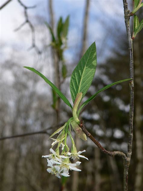 Oemleria Cerasiformis Wikimedia Commons