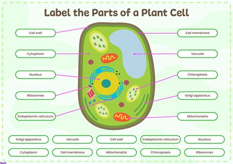 Parts Of A Plant Cell Teaching Resources Worksheets Library