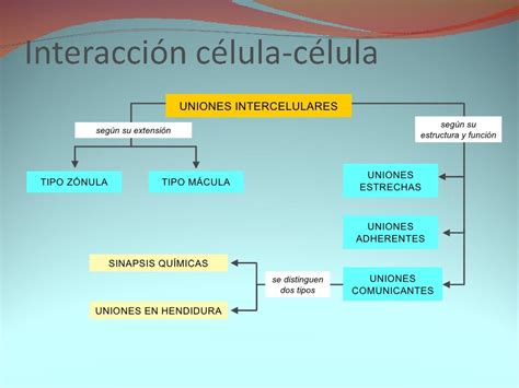 Nutrición Relación Y Reproducción Celular