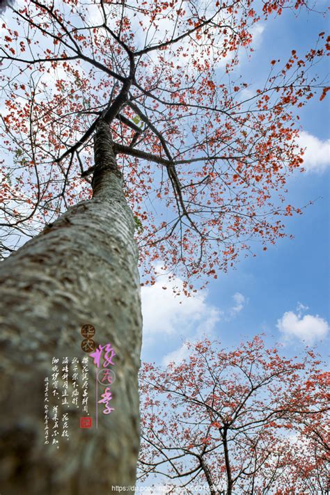 【华农樱花季摄影图片】风光摄影太平洋电脑网摄影部落