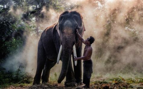 Thailand Elephant Sanctuary - Top 10 Ethical Places To Visit | Asia ...