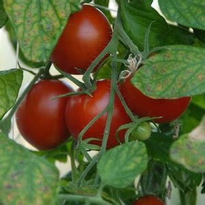 Polar Beauty Tomato Heirloom Garden Seeds Garden Seed Non Gmo 30