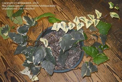 Plantfiles Pictures Hedera Species Canary Island Ivy North African