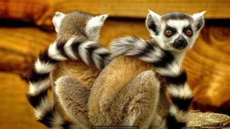 lemurs, Lemur, Eyes Wallpapers HD / Desktop and Mobile Backgrounds