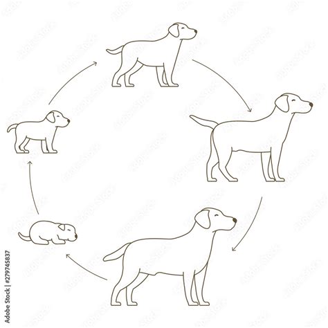 Round Stages Of Dog Growth Set From Puppy To Adult Dog Development