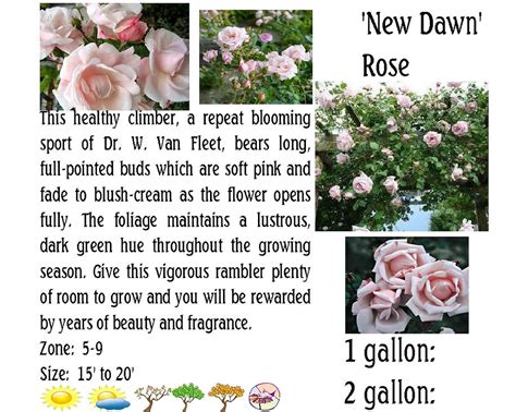 New Dawn Rose