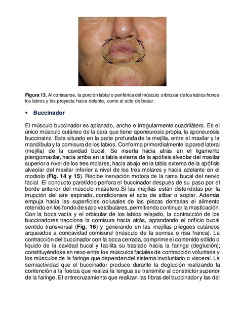 Anatomia De Los Labios Y De La Region Perioral