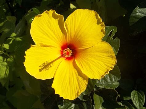 Growing Hibiscus Plants In Pots From Cuttings Seeds Gardening Tips