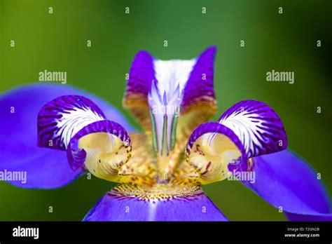 Walking Iris Fotos Und Bildmaterial In Hoher Aufl Sung Alamy