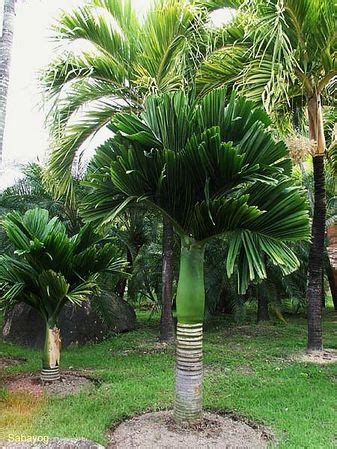 Areca catechu - Palmpedia - Palm Grower's Guide