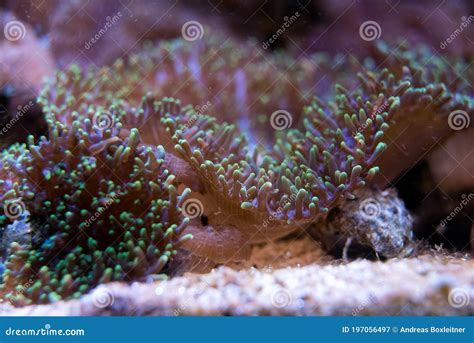 Colorful Ricordea Yuma In Reef Aquarium Stock Image Image Of Mushroom