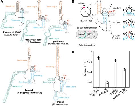 [pdf] Eukaryotic Rna Guided Endonucleases Evolved From A Unique Clade Of Bacterial Enzymes