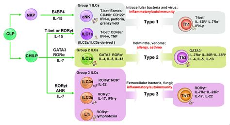 The Development And Functions Of Innate Lymphoid Cell Ilc Subsets