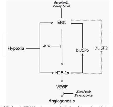 Figure 2 From The Involvement Of The Erk Hypoxia Angiogenesis Signaling