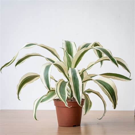 Dracaena White Victoria S In Nursery Pot Shopleaf Plant Studio