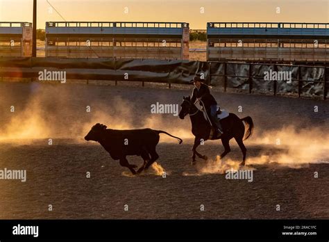 Jillaroo Chasing A Heifer During A Campdraft At Sunrise Brunette Downs