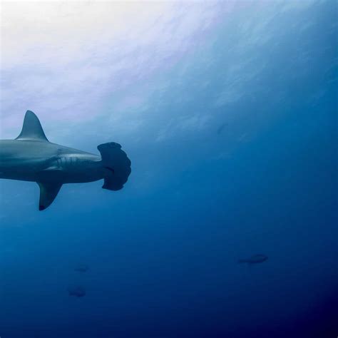 A Day Of Diving Cocos Island, Costa Rica - DeeperBlue.com