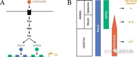 Fgf9：性腺分化调节剂 知乎