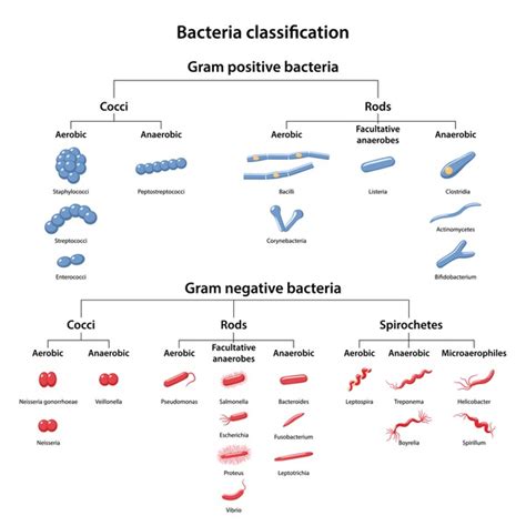 Bacteria Classification: Over 420 Royalty-Free Licensable Stock ...