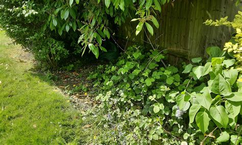 Excavation Removes Knotweed From Homeowners Property Japanese