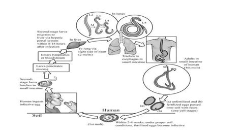 Ascaris Lumbricoides Ppt