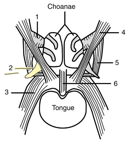 Faucets Lateral Wall And Muscles Of Soft Palate Flashcards Quizlet