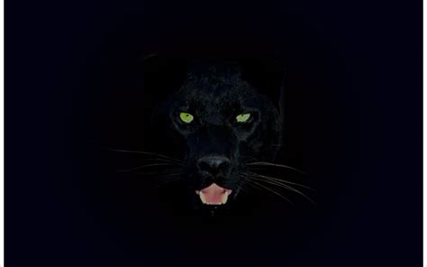 Black Panther wallpaper | 2560x1600 | #45763