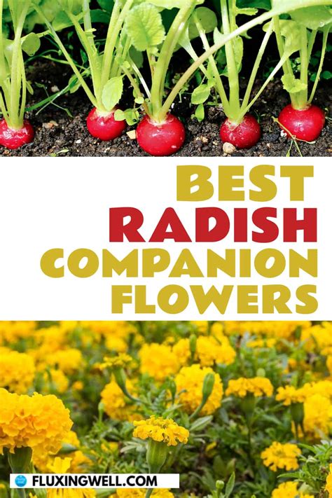 Best Radish Companion Plants And To Avoid Fluxing Well