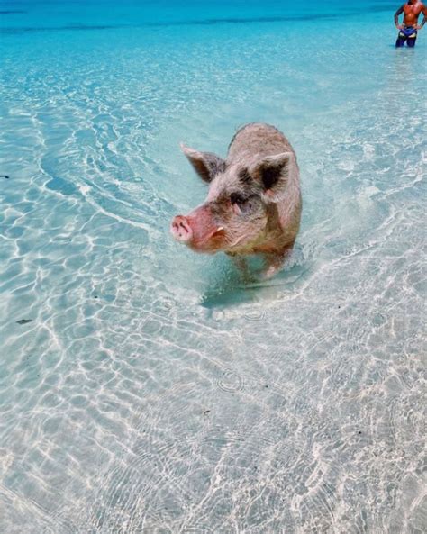 A Pig Is Swimming In The Clear Blue Water