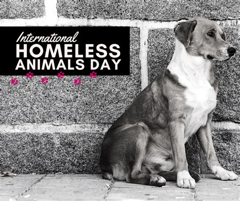 International Homeless Animals Day